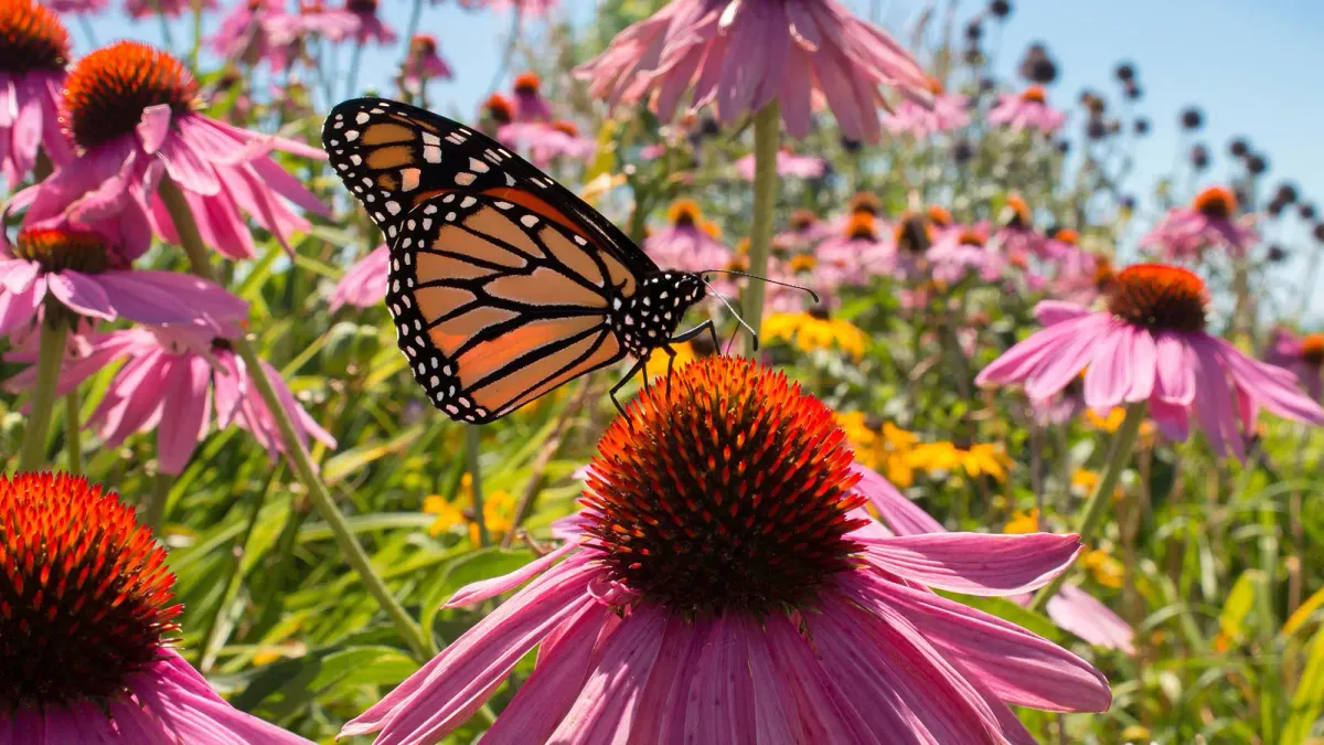 Burnett's Country Gardens