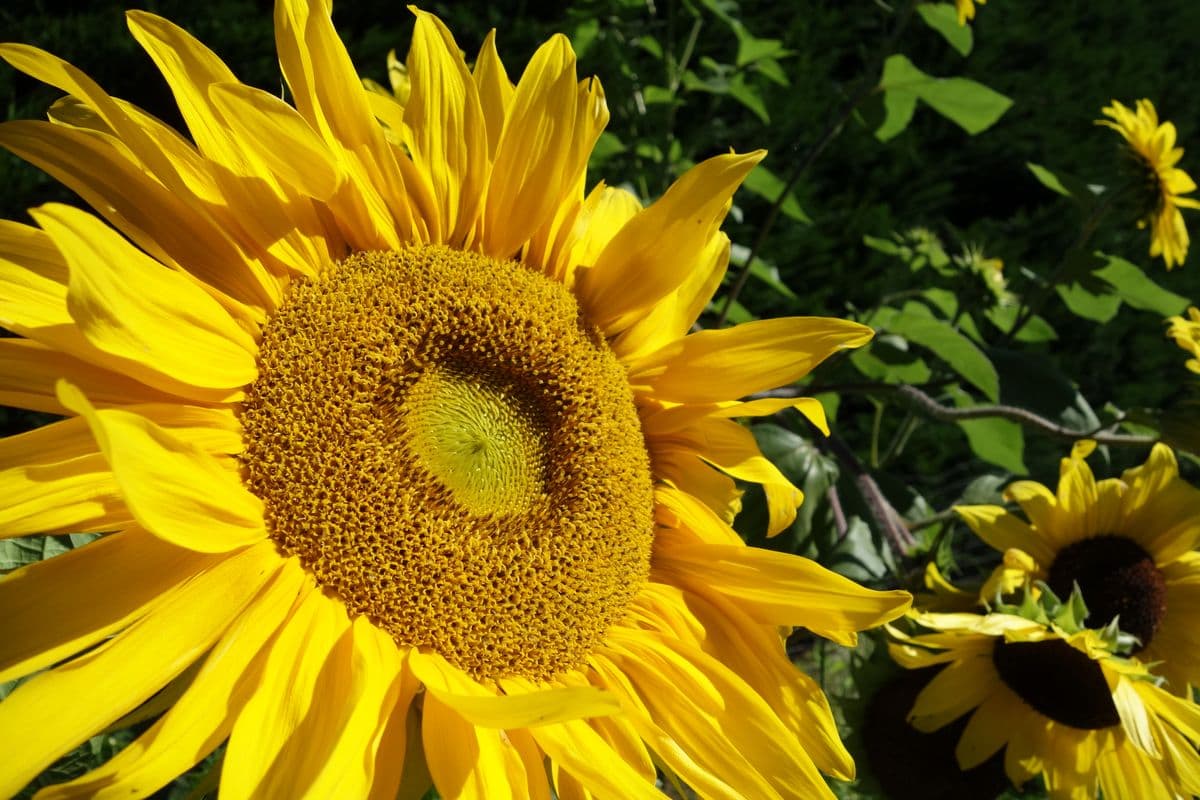 Green Garden Nursery