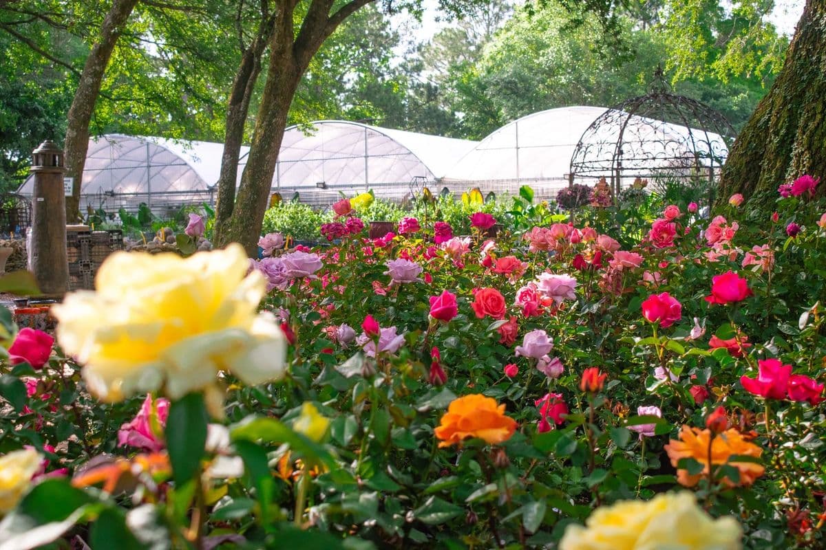 Pinelands Nursery Company