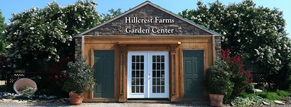 Rooted: Lester’s Plant Market