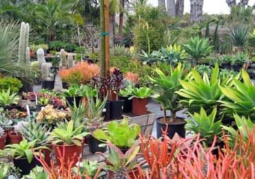Seaside Growers Nursery