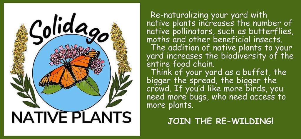 Solidago Native Plants