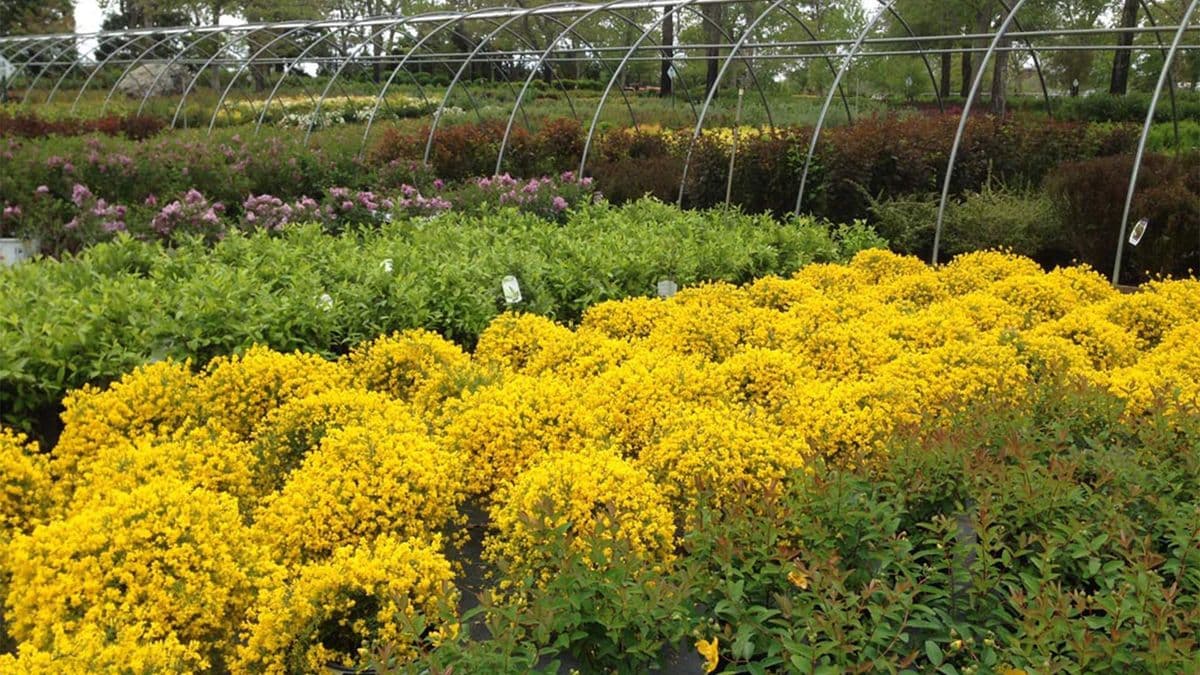 Sylvan Nursery, Inc.