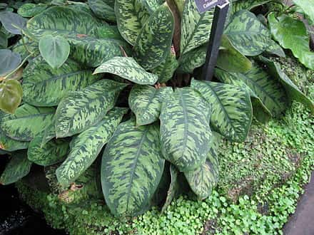 Adelonema wallisii - Adelonema wallisii