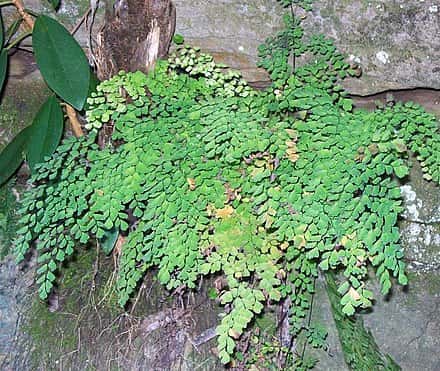 Adiantum aethiopicum - Adiantum aethiopicum