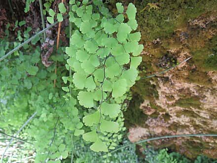 Adiantum capillus-veneris - Adiantum capillus-veneris