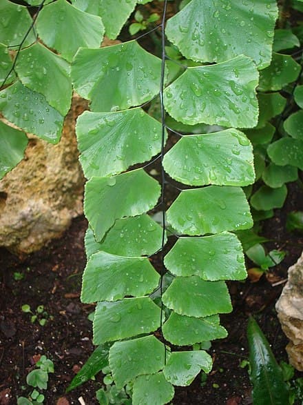 Image of Adiantum peruvianum (Adiantum peruvianum)