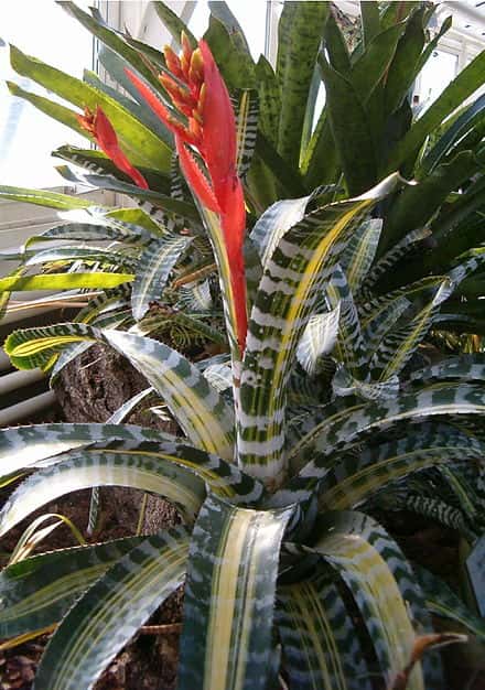Aechmea chantinii - Aechmea chantinii