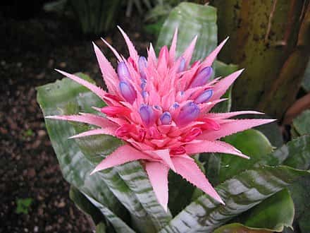 Aechmea fasciata - Aechmea fasciata