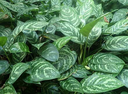 Aglaonema commutatum - Aglaonema commutatum