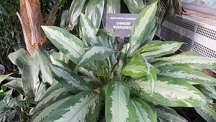 Aglaonema modestum