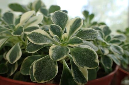 Image of Aichryson × aizoides (Aichryson × aizoides)