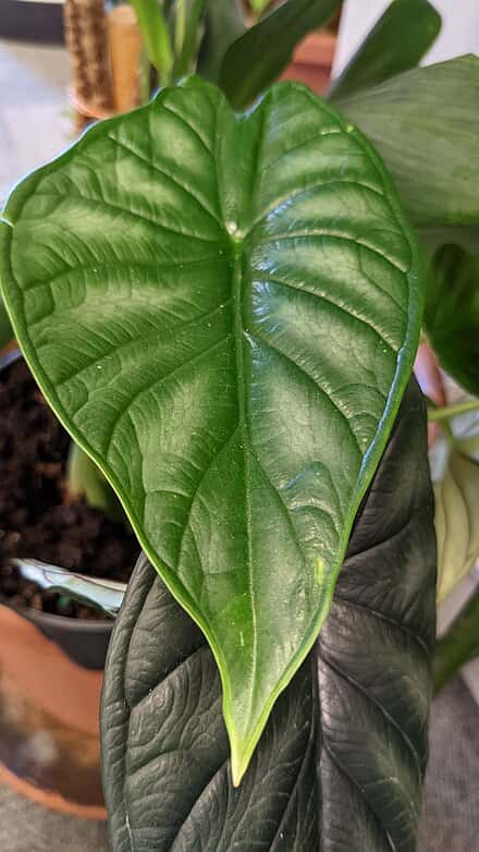 Alocasia baginda - Alocasia baginda