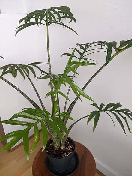 Alocasia brancifolia - Alocasia brancifolia