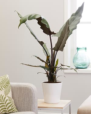 Alocasia lauterbachiana - Alocasia lauterbachiana