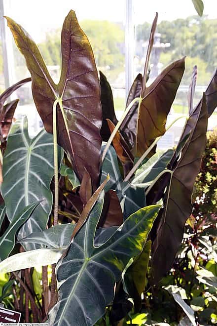 Alocasia longiloba - Alocasia longiloba