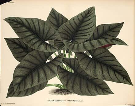 Alocasia nebula - Alocasia nebula
