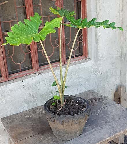 Alocasia portei - Alocasia portei