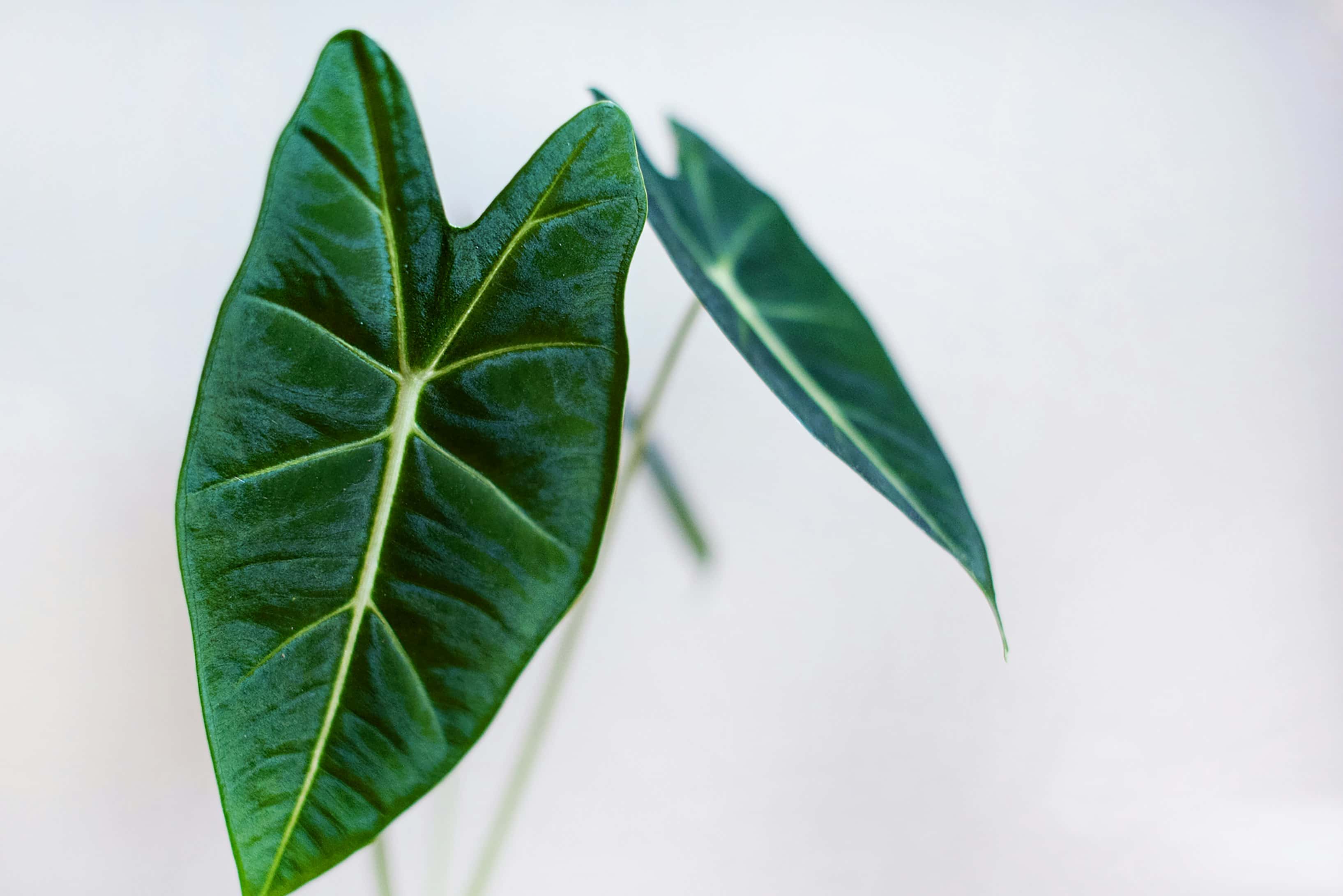 Alocasia princeps - Alocasia princeps
