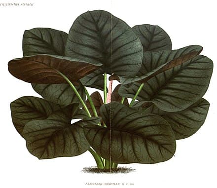 Image of Alocasia reginae (Alocasia reginae)