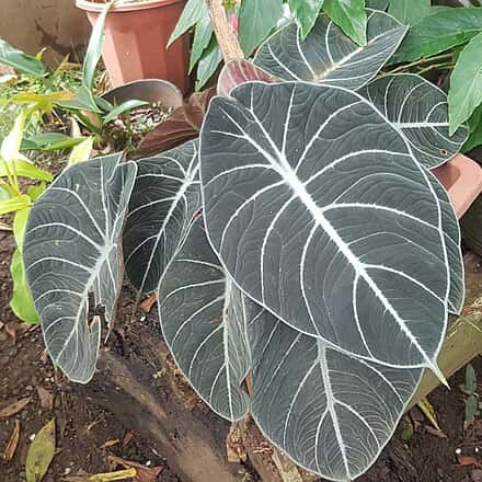 Alocasia reginula - Alocasia reginula