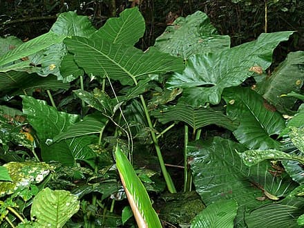 Image of Alocasia sarawakensis (Alocasia sarawakensis)