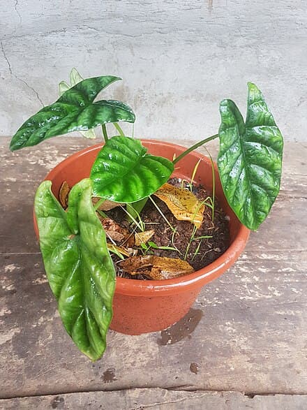 Alocasia sinuata - Alocasia sinuata