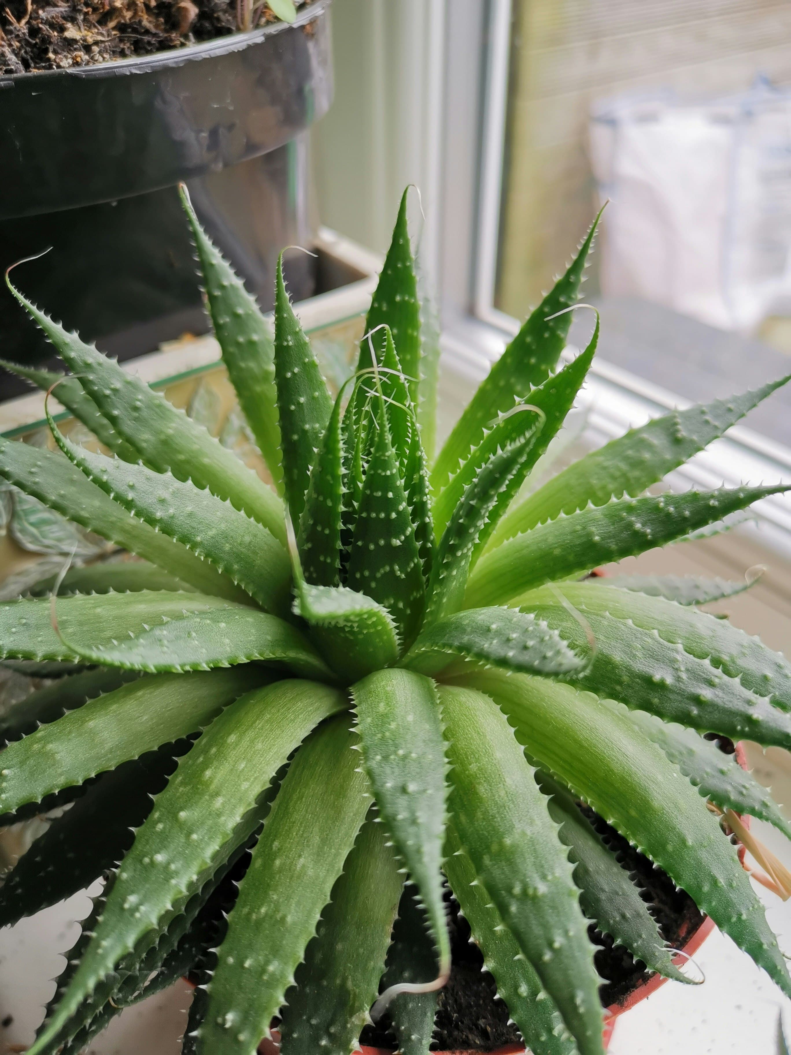 Image of Aloe Vera (Aloe barbadensis miller)