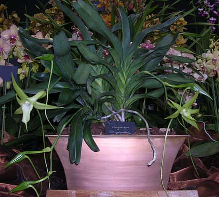 Angraecum sesquipedale - Angraecum sesquipedale