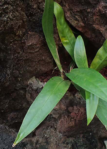 Anthurium amnicola - Anthurium amnicola
