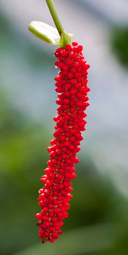 Anthurium bakeri - Anthurium bakeri