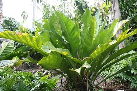Anthurium crenatum - Anthurium crenatum