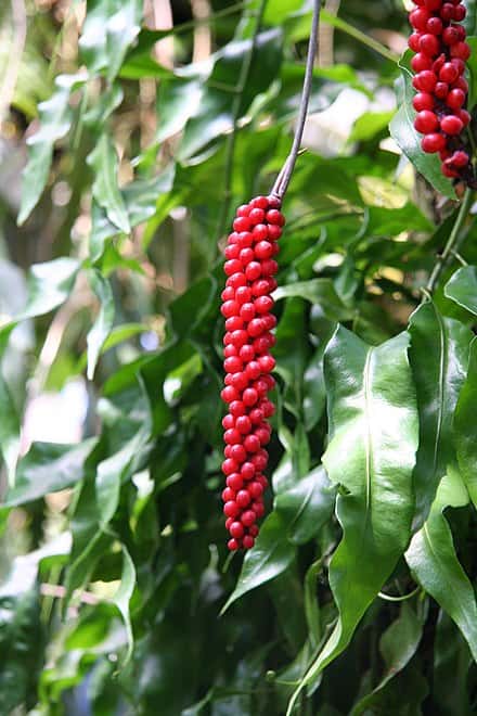 Anthurium gracile - Anthurium gracile