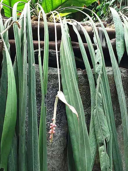 Anthurium vittariifolium - Anthurium vittariifolium