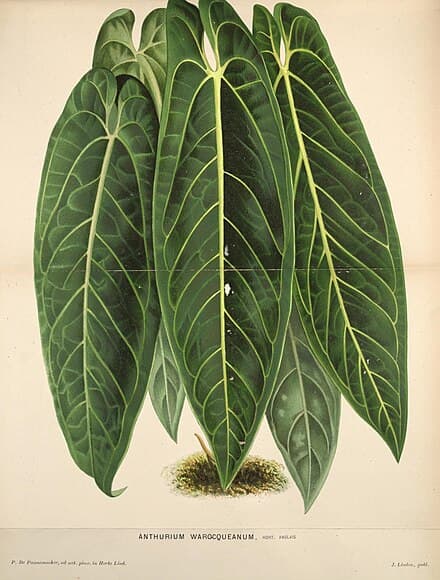 Anthurium warocqueanum