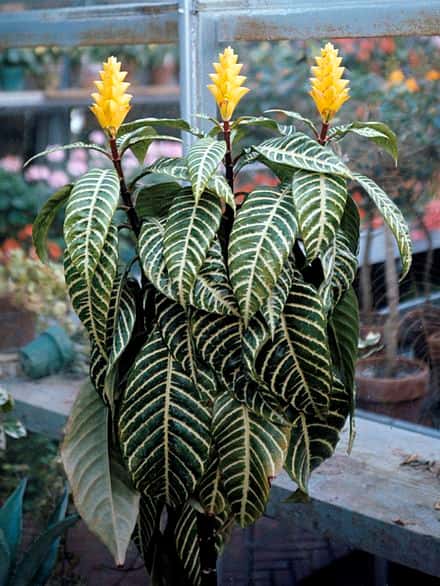 Aphelandra squarrosa - Aphelandra squarrosa