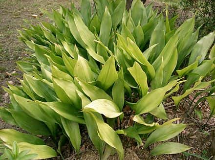 Aspidistra elatior - Aspidistra elatior