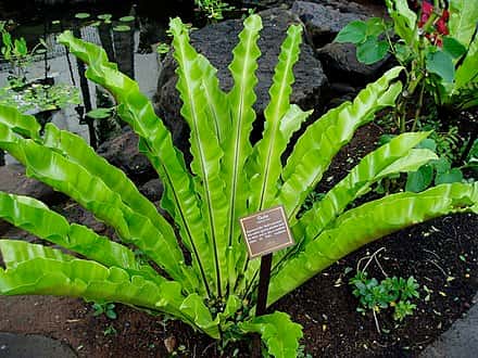 Asplenium antiquum - Asplenium antiquum