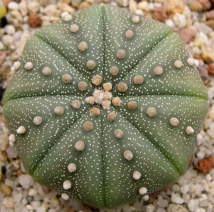 Astrophytum asterias - Astrophytum asterias