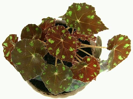 Begonia bowerae - Begonia bowerae