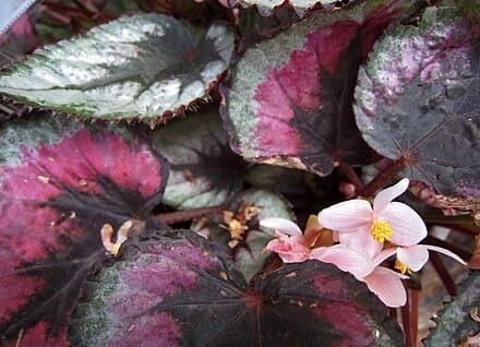 Begonia rex - Begonia rex