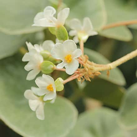 Begonia venosa - Begonia venosa