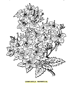 Campanula isophylla