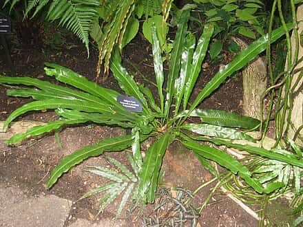 Campyloneurum phyllitidis - Campyloneurum phyllitidis