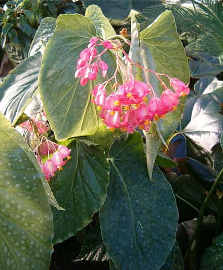 Cane begonia - Cane begonia