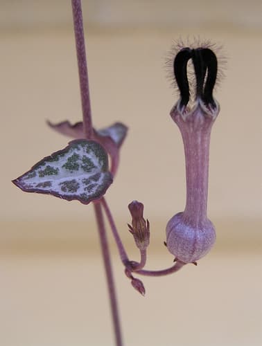 Ceropegia woodii