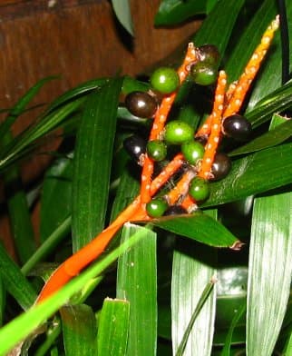 Chamaedorea cataractarum - Chamaedorea cataractarum