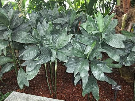 Image of Chamaedorea metallica (Chamaedorea metallica)