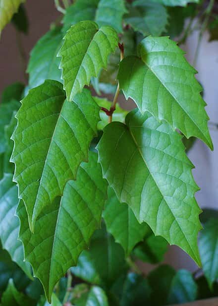 Cissus antarctica - Cissus antarctica
