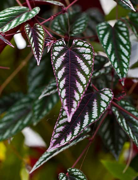 Cissus discolor - Cissus discolor